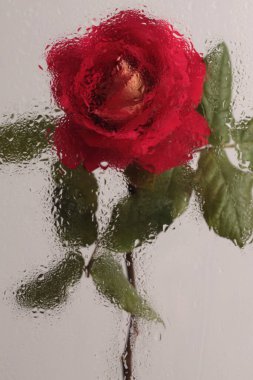 Duman seçildi. Kırmızı gül çiçeği, ıslak su damlaları ile cam yoluyla seçildi. Soyut doğal bulanık arkaplan.