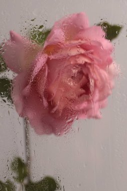 Duman seçilmiş yumuşak odak kremi pembe gül çiçeği ve ıslak su damlaları. Soyut doğal bulanık arkaplan.