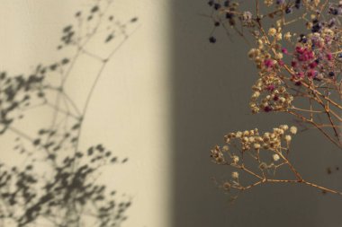 Art Kuru Çiçek, dal, beyaz dallı buket, bej iç duvar. Minimalist natürmort. Işık ve gölge güneş ışığı penceresi estetik doğal arkaplan.