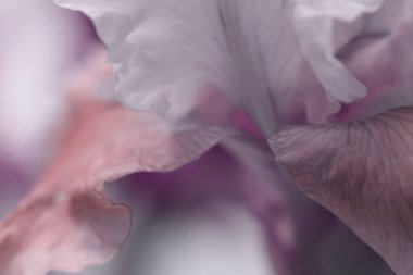 Yakın plan seçici krem bej, leylak rengi çiçek yaprağı iç. Makro doğal sis bulanık arkaplan.