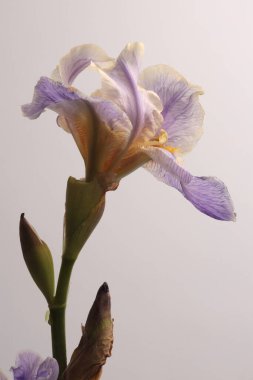 Krem bej, leylak çiçeği çiçeği tomurcuğu, yaprak, gri saplı. Doğal sanat geçmişi.