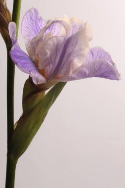 Krem bej, leylak çiçeği çiçeği tomurcuğu, yaprak, gri saplı. Doğal sanat geçmişi.