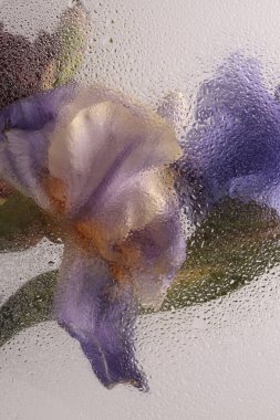 Smoke Soft Focus leylağı, menekşe bej çiçekli su damlalı cam buketi. Soyut doğal bulanık arkaplan.