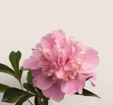 Pembe kremalı Peony Flower otu, gri tarafsız yaprak. Minimalist natürmort. Doğal sanat geçmişi.