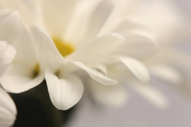 Yakın plan seçici yumuşak odak kremi beyaz, bej papatya çayı, kasımpatı, paskalya çiçeği yaprakları. Doğal sanat tarafsız arkaplanı bulanıklaştırır.