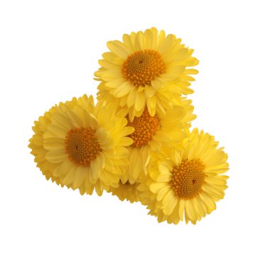 Yakın plan sarı çiçek tomurcuğu, tokmak, kekik, taç yaprakları. Beyaz arkaplanda doğal makro izole