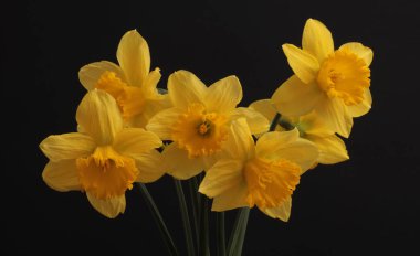 Sarı; turuncu narsisli çiçek buketi koyu siyah üzerine. Minimalist natürmort. Işık ve gölge doğal arkaplan.