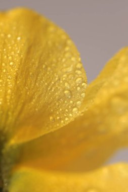 Tüttür seçici yumuşak odak Sarı narsisli çiçek yapraklı su damlaları. Doğal makro bulanık arkaplan.