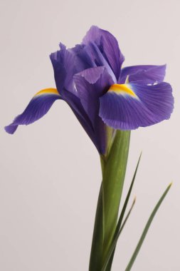 Yakın plan menekşe, mavi, sarı, bej grisi üzerinde Iris Flower. Minimalist natürmort. Doğal arkaplan.