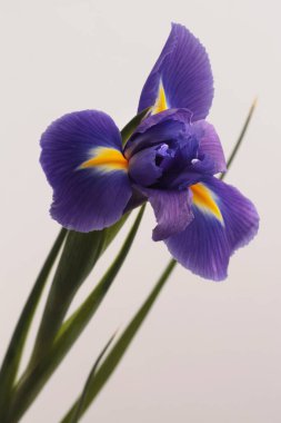 Yakın plan menekşe, mavi, sarı, bej grisi üzerinde Iris Flower. Minimalist natürmort. Doğal arkaplan.