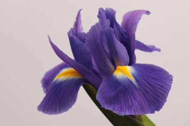 Yakın plan menekşe, mavi, sarı, bej grisi üzerinde Iris Flower. Minimalist natürmort. Doğal arkaplan.