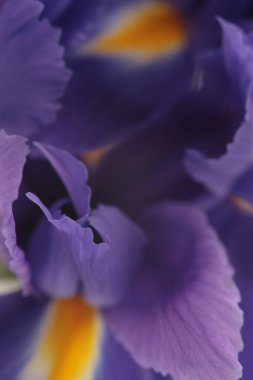 Tüttürme tüttürme yumuşak odaklı menekşe, mavi, sarı İris çiçeği tomurcuğu. Makro doğal bulanık arkaplan.