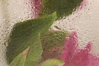 Yumuşak odak kremi pembe çiçek, ıslak su damlaları ile cam içinden yaprak. Soyut doğa bulanık bej renkli arkaplan.