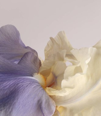 Yakın plan seçici yumuşak odak kremi bej, eflatun mor çiçek yaprağı iç. Makro bulanık doğal soyut arkaplan.