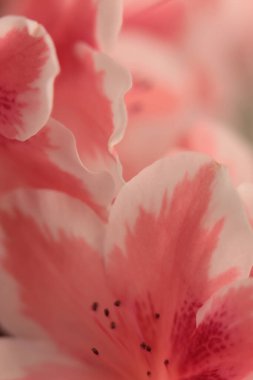 Yakın plan seçici yumuşak krem bej pembe Azalea çiçeği tomurcuk yaprakları tüttür. Doğal sanat arkaplanı bulanık.