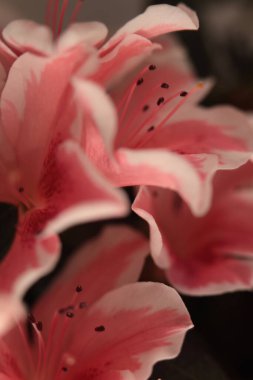 Yakın plan seçici yumuşak odaklı krem bej rengi Azalea Çiçek Yaprağı tomurcuğu buketi. Makro bulanık doğal arkaplan.