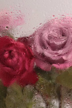 Duman seçilmiş yumuşak odak kremi pembe gül çiçeği ve ıslak su damlaları. Soyut doğal bulanık arkaplan.