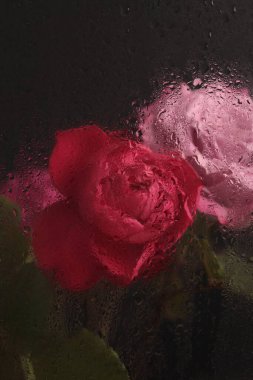 Duman seçilmiş yumuşak odak kırmızı gül çiçeği buketi ve ıslak su damlaları. Soyut doğal siyah bulanık arkaplan.