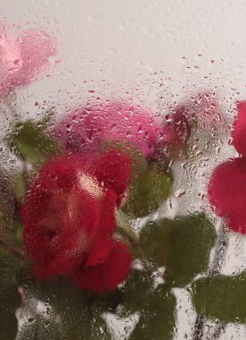 Duman seçilmiş yumuşak odak kremi pembe gül çiçeği ve ıslak su damlaları. Soyut doğal bulanık arkaplan.