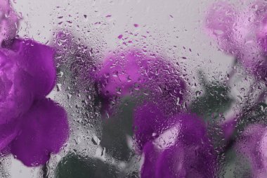 Duman seçilmiş yumuşak odak noktası gül çiçeği yaprağı ve ıslak su damlaları. Soyut doğal mor, eflatun bulanık arkaplan.