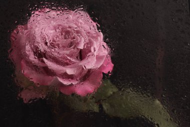 Duman seçilmiş yumuşak odak pembe gül çiçeği ve ıslak su damlaları. Soyut doğal bulanık siyah arkaplan.