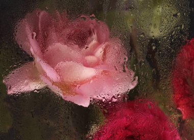 Duman seçilmiş yumuşak odaklı kırmızı, krema pembe gül çiçeği ve ıslak su damlaları. Soyut doğal bulanık siyah arkaplan.