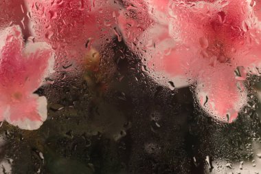 Smoke Soft odaklı pembe Azalea çiçeği buketini su damlalarıyla kapayın. Soyut doğal bulanık arkaplan.