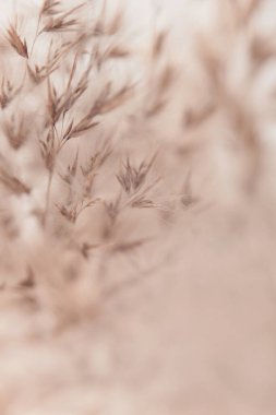 Yumuşak duman kuru yabani ot. Doğa bej, kahverengi nötr doğal bulanık arkaplan.