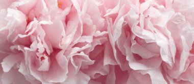 Yakın plan Pembe, bej kremalı Peony Flower Bud Taals iç. Doğal sanat yatay arkaplanı.