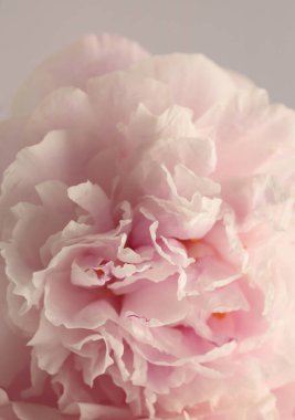 Yakın plan pembe tüttür, bej kremalı Peony Flower Bud Taals. Doğal sanat arkaplanı bulanık.