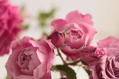 Seçici yumuşak krem pembe gül çiçeği tomurcuğu, bej yapraklı buket. Doğal bulanık arkaplan.