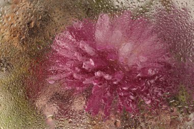 Yumuşak odaklı kasımpatı çiçekli su damlalarıyla dolu bir cam buketi. Soyut doğal bulanık pembe, bej arkaplan.