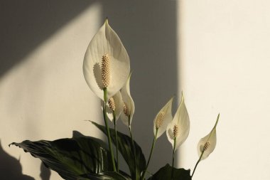 Bej iç duvarda Art Spathiphyllum Çiçeği. Minimalist natürmort. Işık ve gölge güneş ışığı penceresi estetik doğal arkaplan.