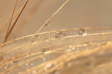 Tüttür seçici yumuşak odak noktası su damlası ile kuru yabani otlar. Doğa bej, kahverengi nötr arkaplan.