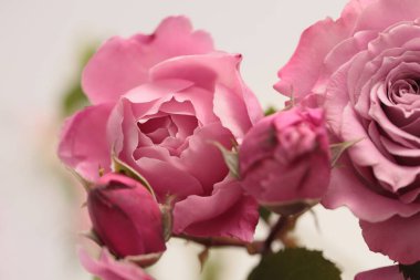 Yakın plan seçici yumuşak odak kremi pembe gül goncası buketi. Makro Doğal bulanık arkaplan.