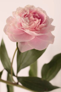 Yakın plan pembe bej krem Peony Flower bud, yaprak. Minimalist natürmort. Doğal sanat geçmişi.