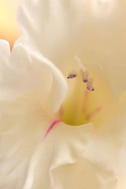 Yakın plan beyaz, bej kremalı gladiolus çiçeği tomurcuk yaprağı, erkeklik organı. Doğal sanat arkaplanı bulanık.