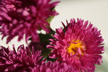 Kapalı seçici yumuşak odaklı pembe, mor kasımpatı çiçek yaprakları, yaprak. Doğal makro bulanık arkaplan