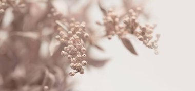 Seçici yumuşak çiçek dalı tüttür. Doğa bulanık bej, pembe, gri yatay arkaplan.