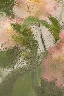 Yumuşak odaklı pembe Alstroemerieae zambak yapraklı yapraklı buket ve ıslak su damlaları. Soyut doğa bulanık bej renkli arkaplan.