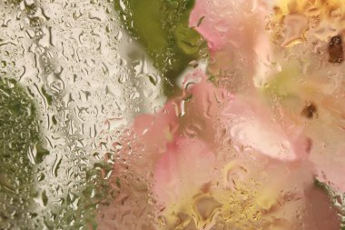 Yumuşak odaklı pembe Fower Taç Yaprakları, ıslak su damlaları ile cam içinden yaprak buketi. Soyut doğa bulanık bej renkli arkaplan.