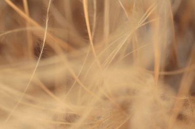 Yumuşak duman kuru yabani ot. Doğa bej, kahverengi nötr doğal bej arkaplan.