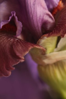 Yakın plan, yumuşak odak kremi, mor pembe, kahverengi, çiçek yaprakları tüttür. Makro bulanık doğal soyut arkaplan.