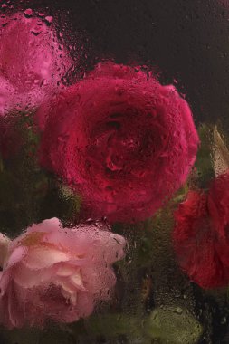 Yumuşak duman kırmızı, pembe gül çiçeği, ıslak su damlaları ile cam içinden yaprak. Soyut doğal bulanık arkaplan.