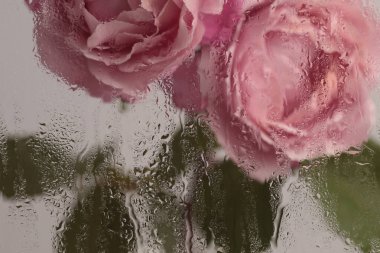 Yumuşak odak kremi, bej pembe gül çiçeği, ıslak su damlaları olan cam yaprakları. Soyut doğal bulanık arkaplan.