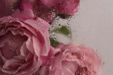 Yumuşak odak kremi, bej pembe gül çiçeği, ıslak su damlaları olan cam yaprakları. Soyut doğal bulanık arkaplan.