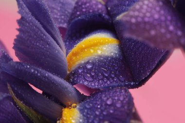 Yakın plan seçici yumuşak odak Iris Flower otu ve su damlaları. Doğal bulanık arkaplan. Mor, pembe, sarı renk.