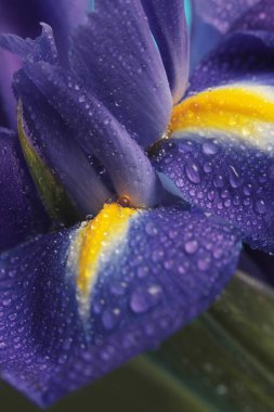 Yakın plan seçici yumuşak odak Iris Flower otu ve su damlaları. Doğal bulanık arkaplan. Mor, sarı renk..