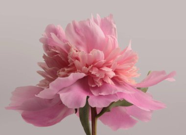 Kapalı kapaklı krem pembe bej fındık çiçeği tomurcuğu griye boyalı. Doğal arkaplan.