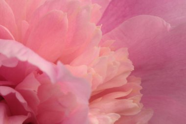 Yakın plan seçici yumuşak odak kremi bej, pembe Peony Flower Bud Taals. Doğal sanat arkaplanı bulanık.